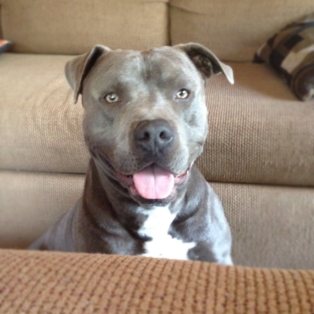 Американский стаффордширский терьер серый