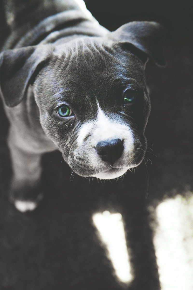 Американский питбультерьер голубоглазый