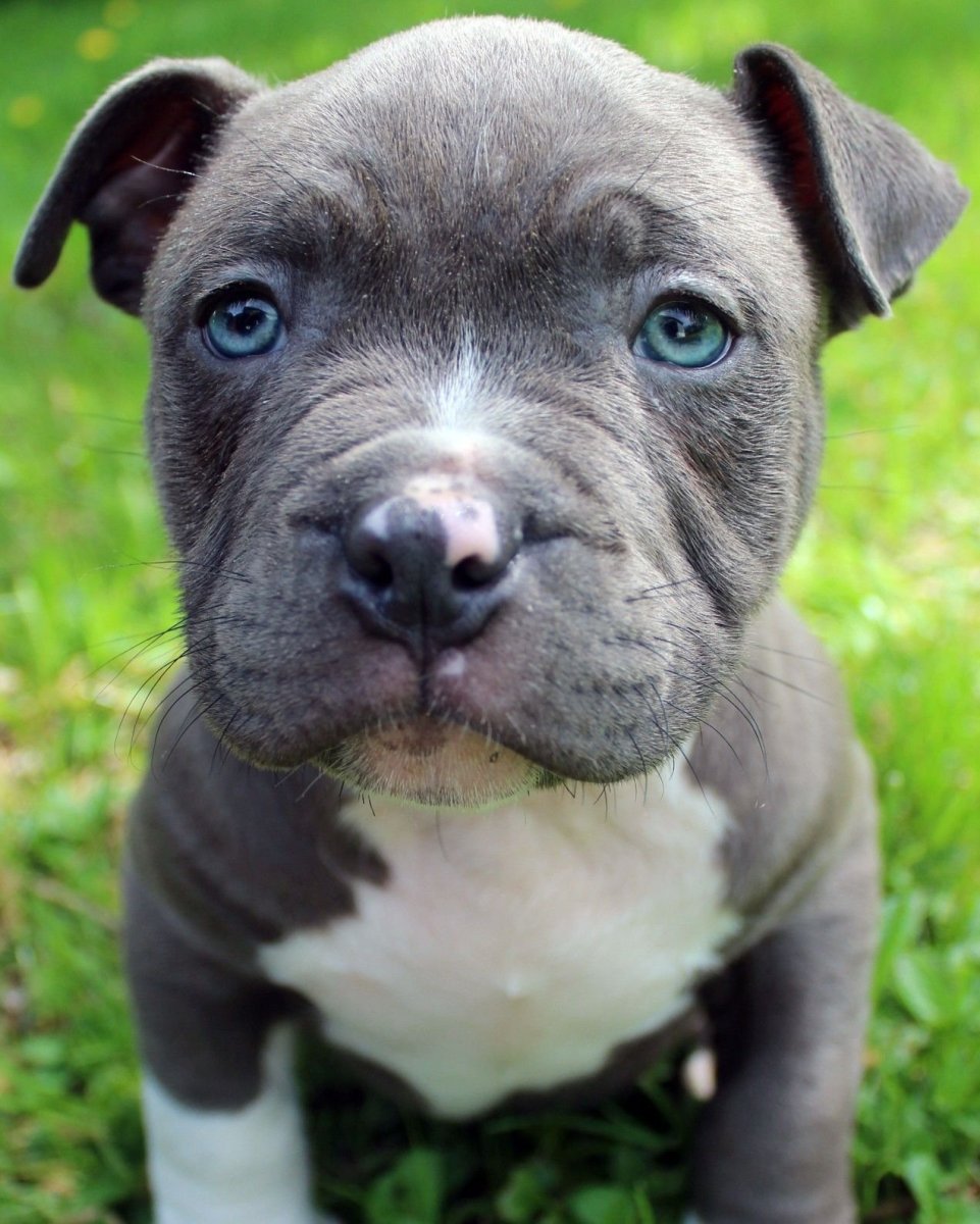 Голубоглазый стаффордширский терьер