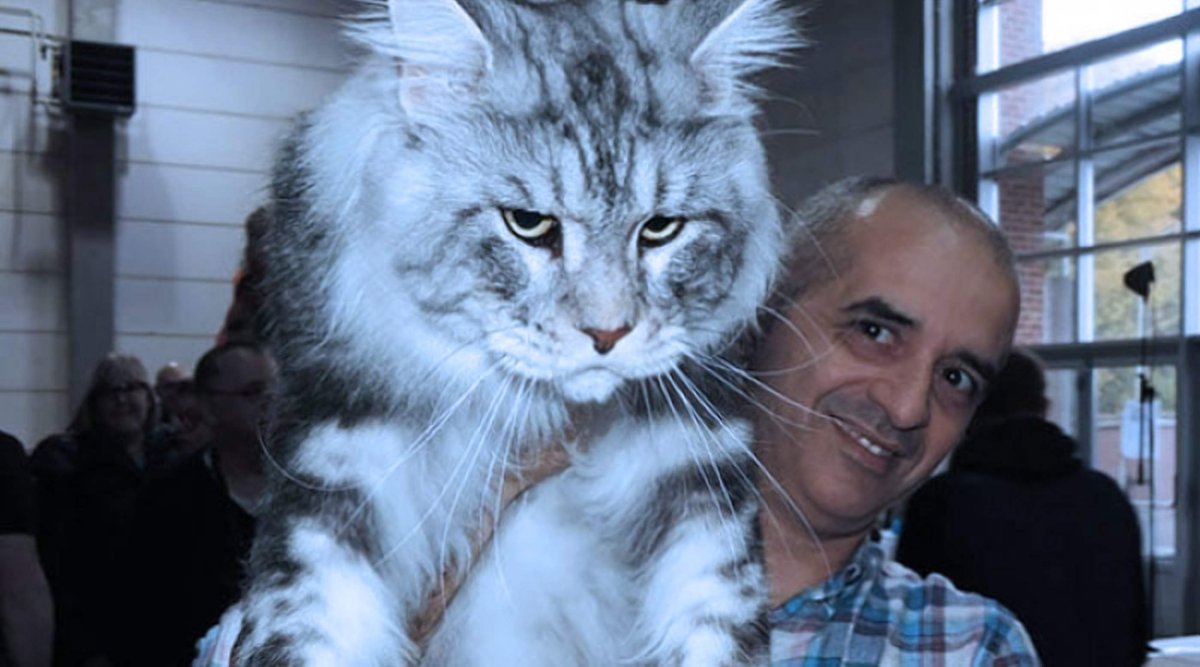 Черный мраморный Мейн кун