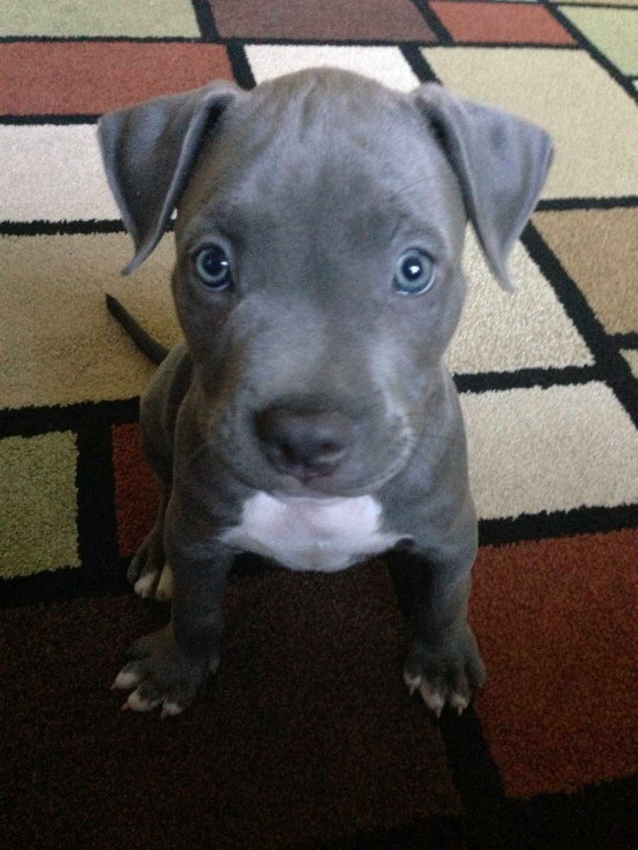 Белый стаффордширский терьер с голубыми глазами