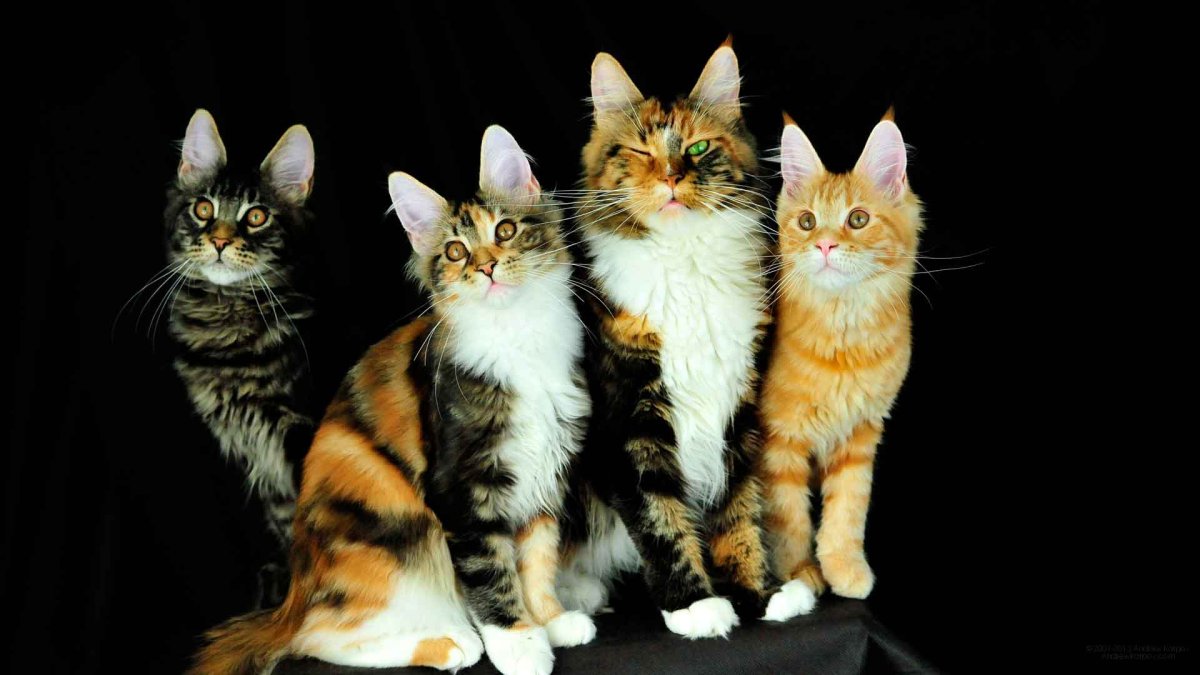 Рэгдолл и Мейн кун