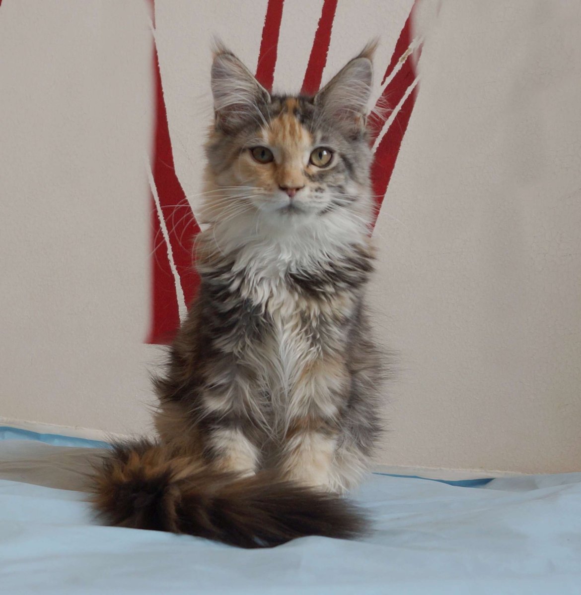 Мейн кун ориентальный