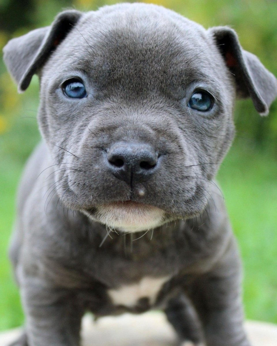 Палевый стаффордширский терьер