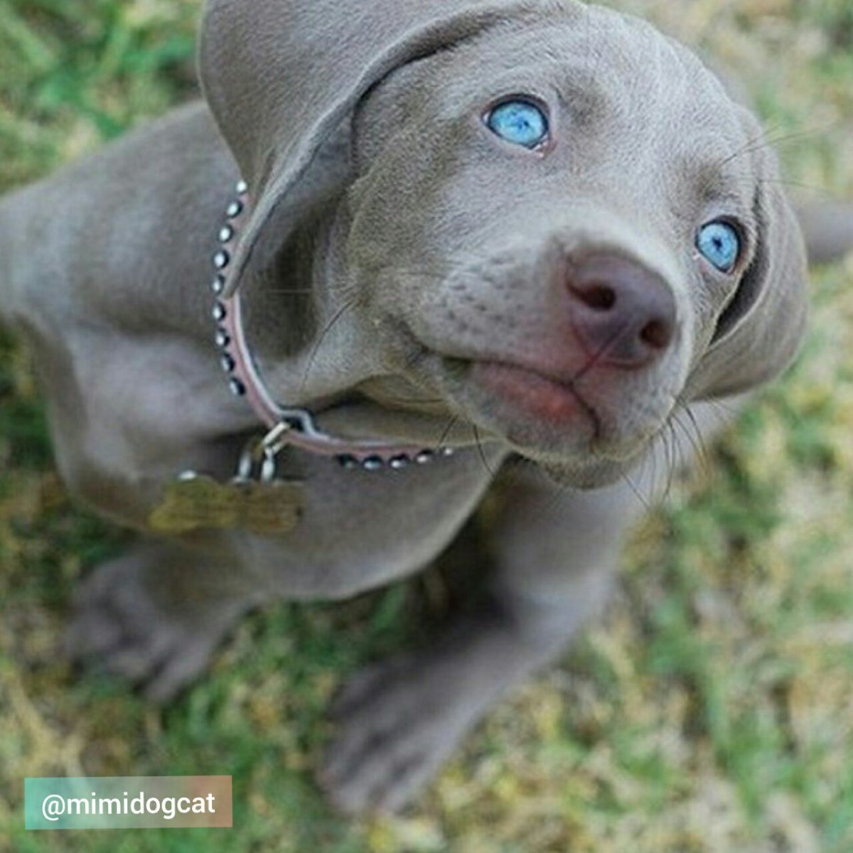 Стаффордширский бультерьер голубой