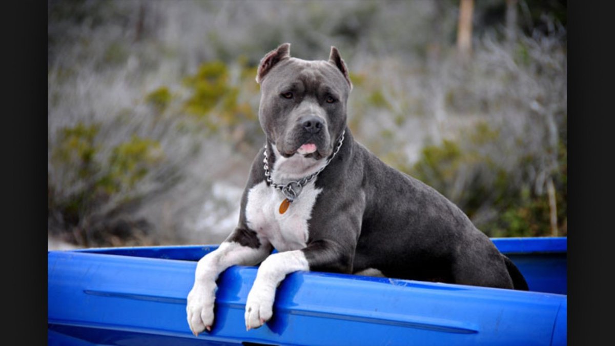 Стаффордширский бультерьер серый голубой