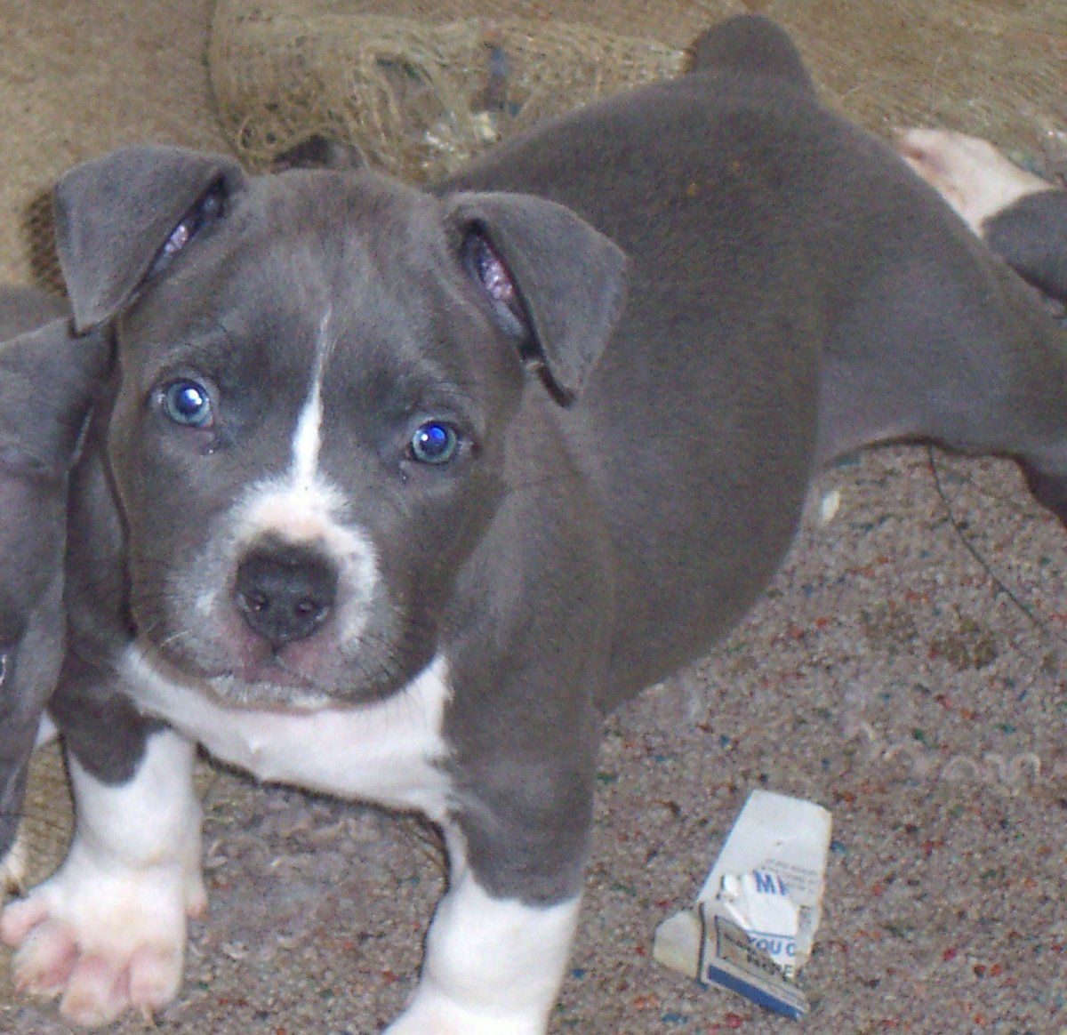 Питбуль голубой стойка