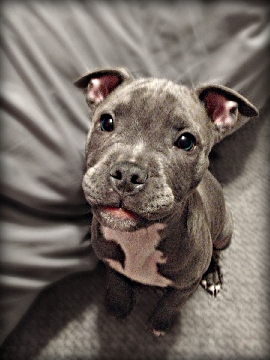 Американский стаффордширский терьер щенок серый