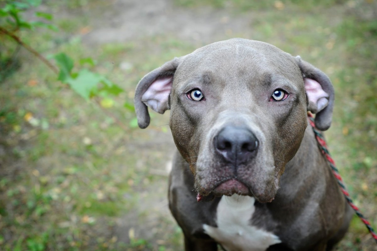 Фила собака голубая