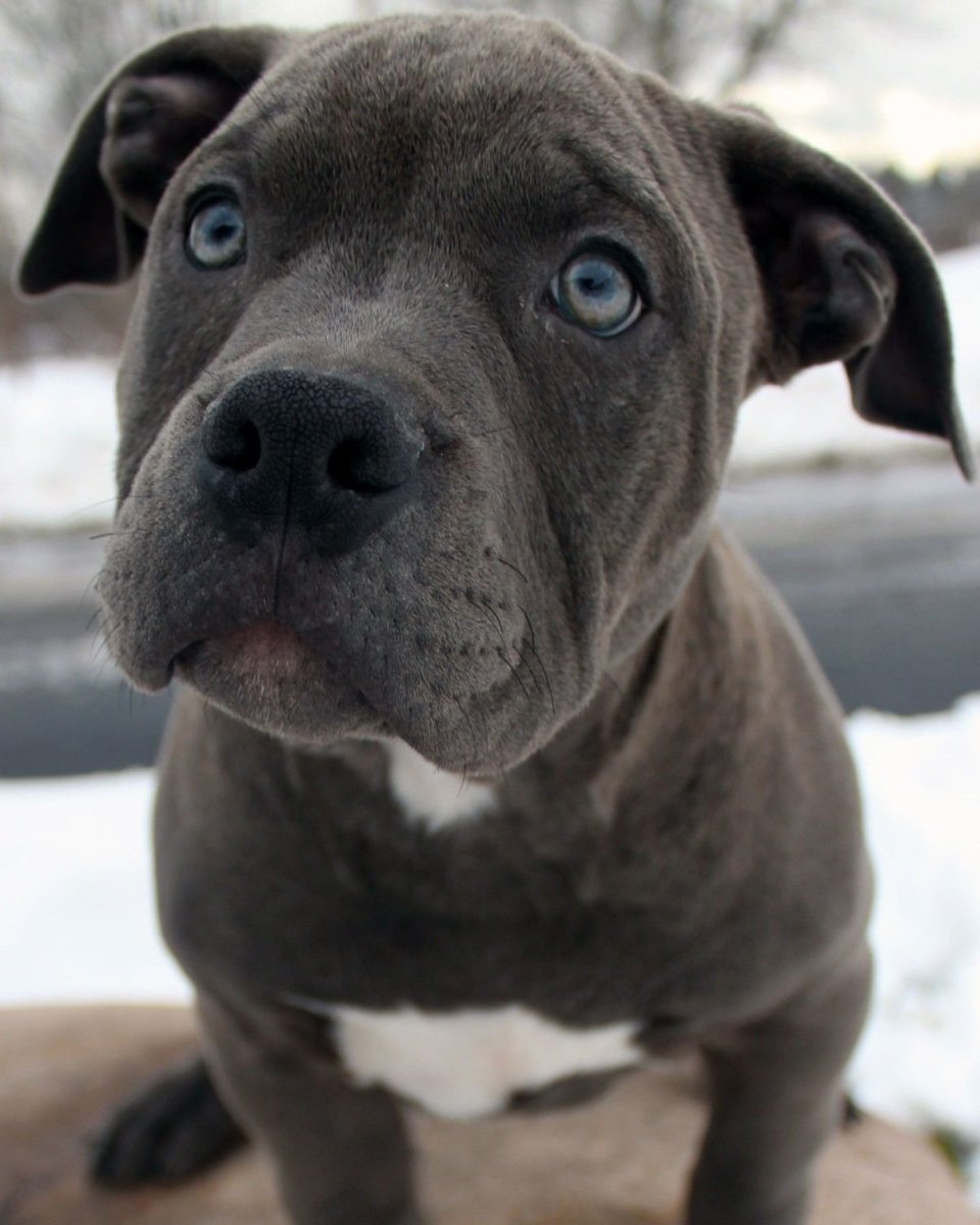 Бойцовская собака голубого окраса