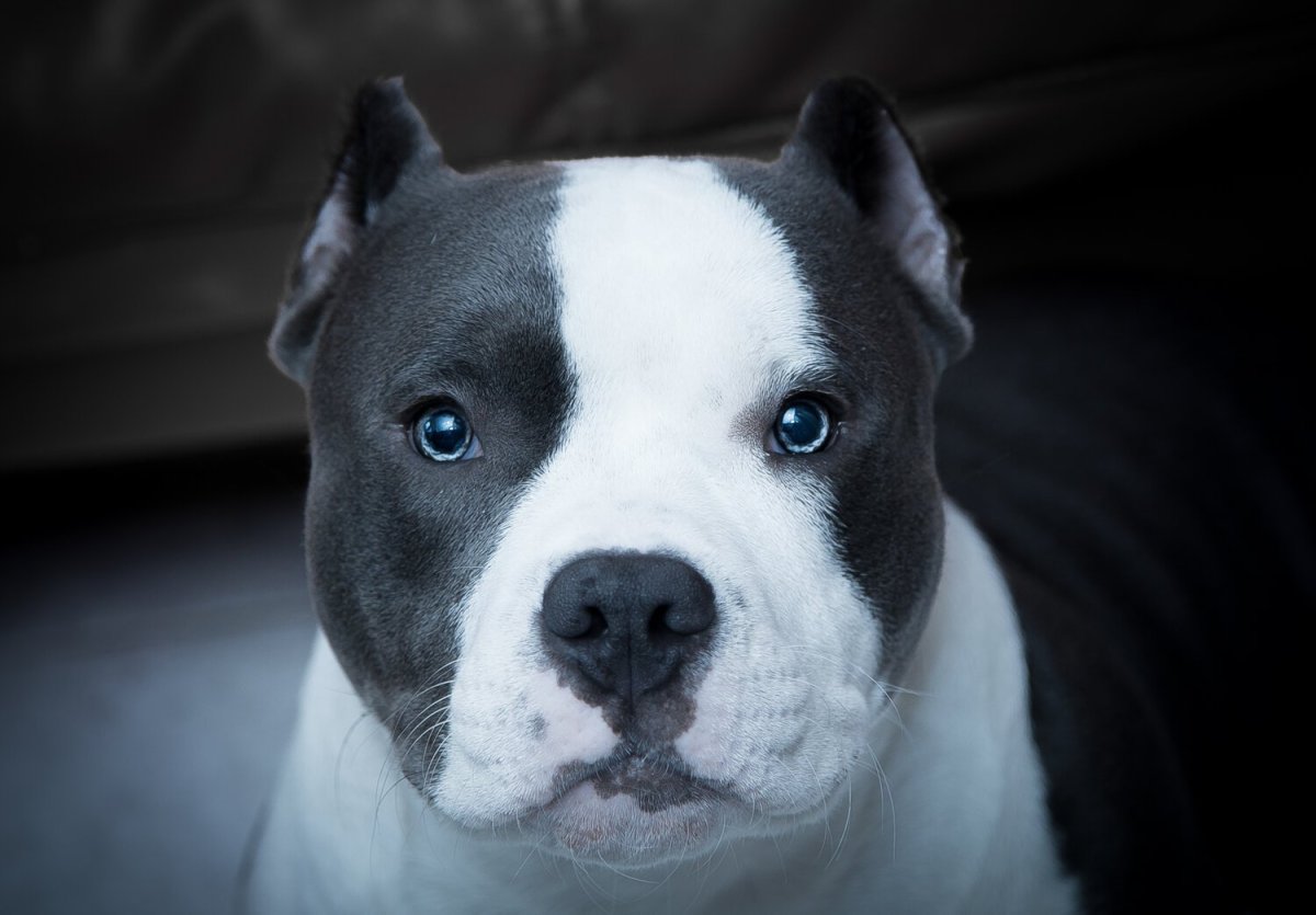 Стаффордширский терьер пепельный