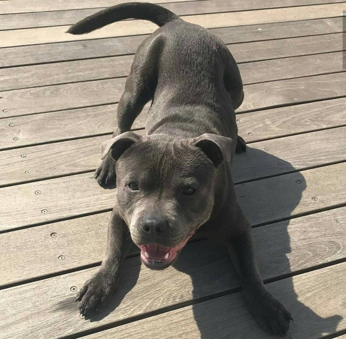 Американский стаффордширский терьер голубой