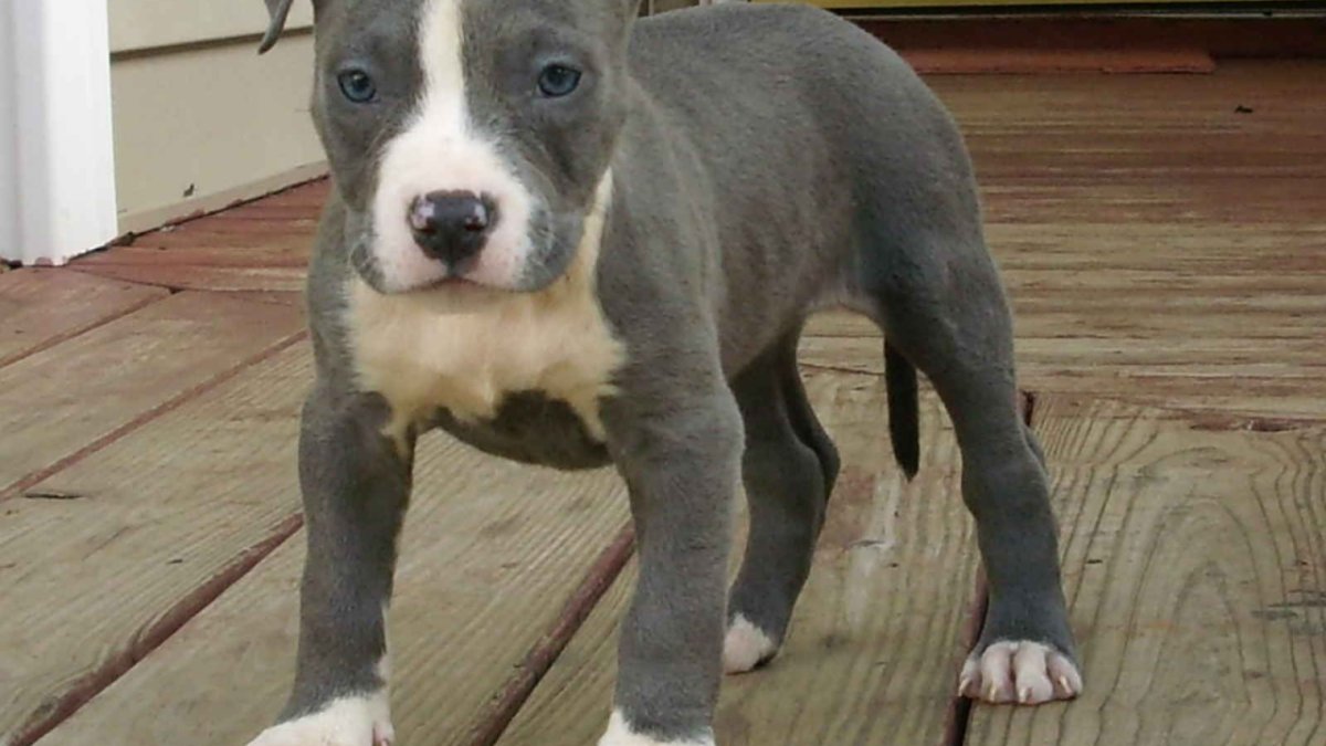 Стаффордширский терьер голубого окраса