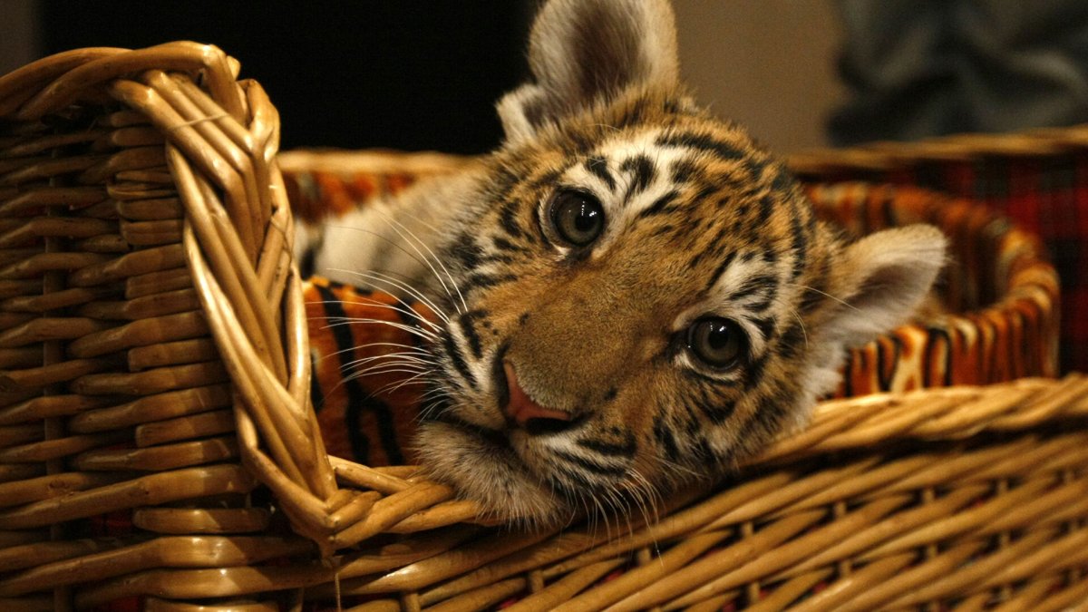 Тигренок Лучано