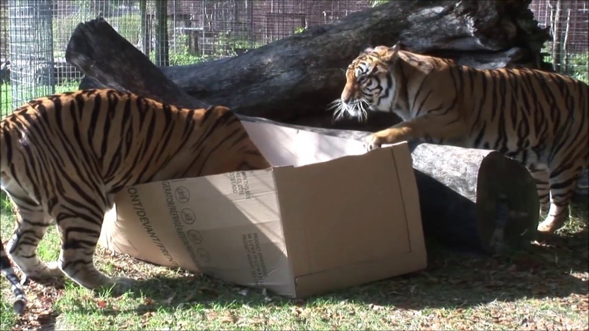 Тигр в коробке