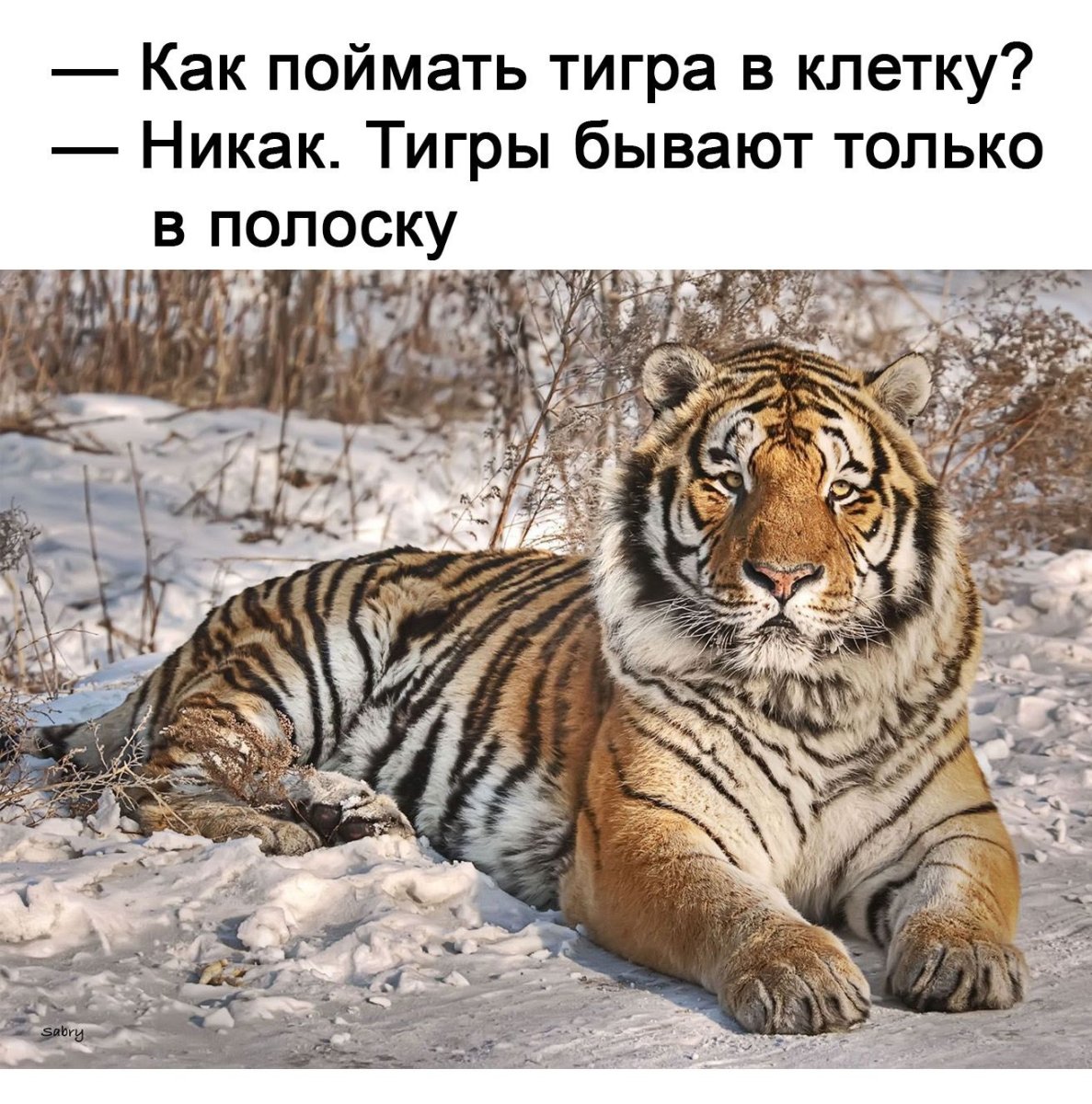 Приколы про тигра