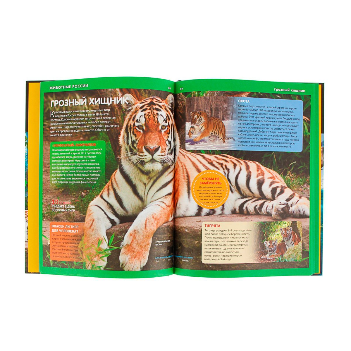 Тигренок спит