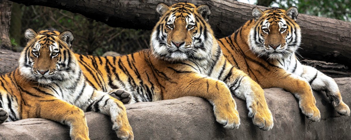 Тигр Jiu - Jitsu