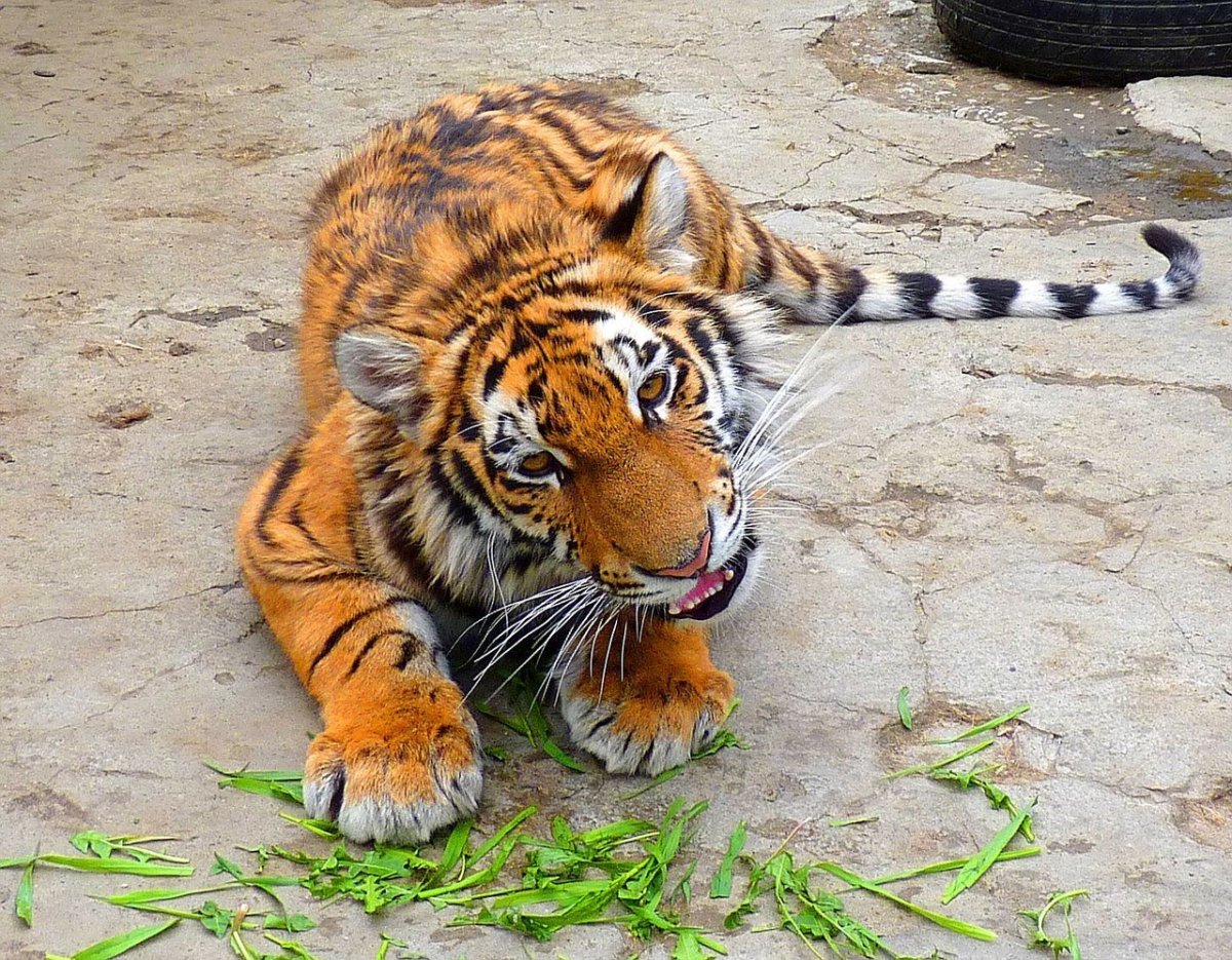 Тигрята Большереченский зоопарк