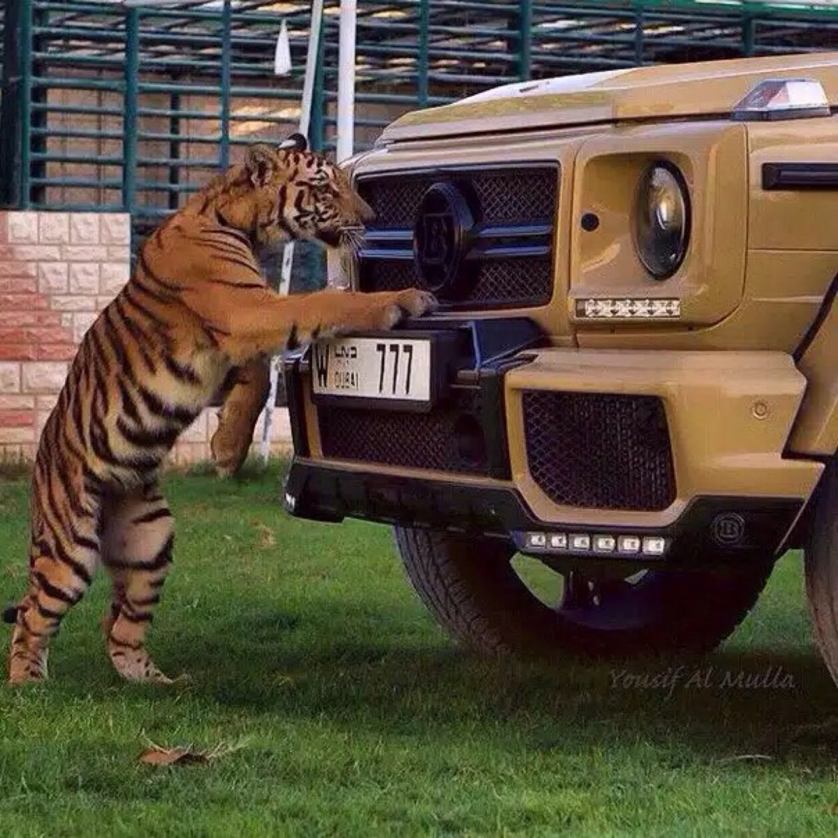 Мерседес Гелендваген тигр