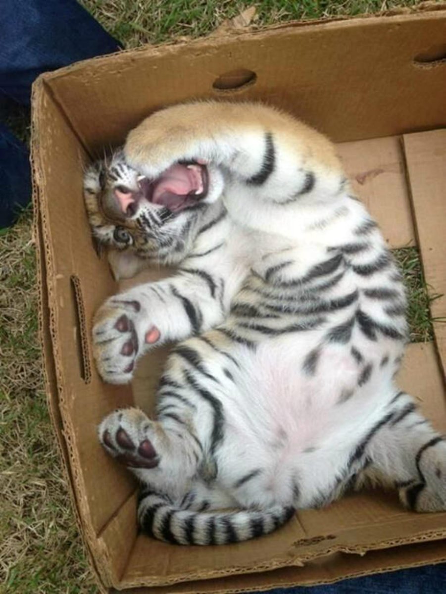 Спящие тигрята