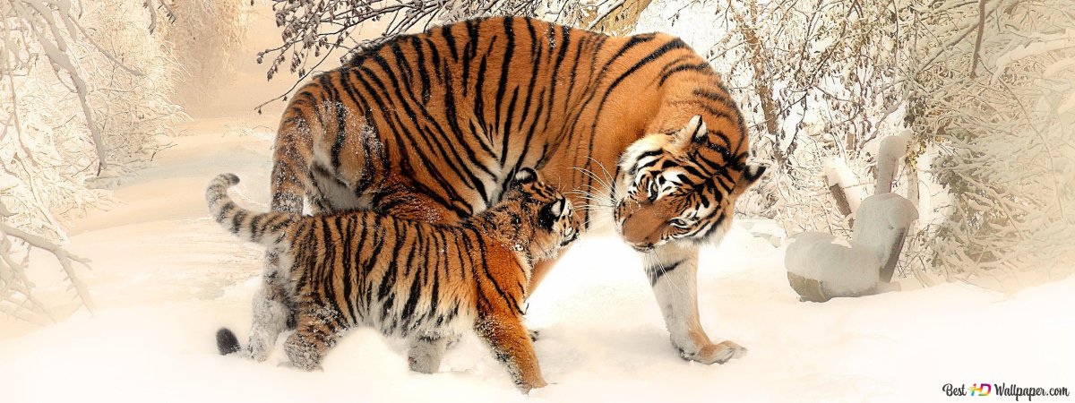 Тигр с мячиком