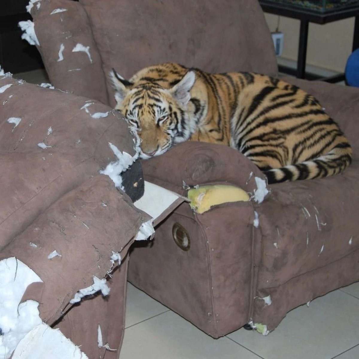 Тигр на кровати в квартире