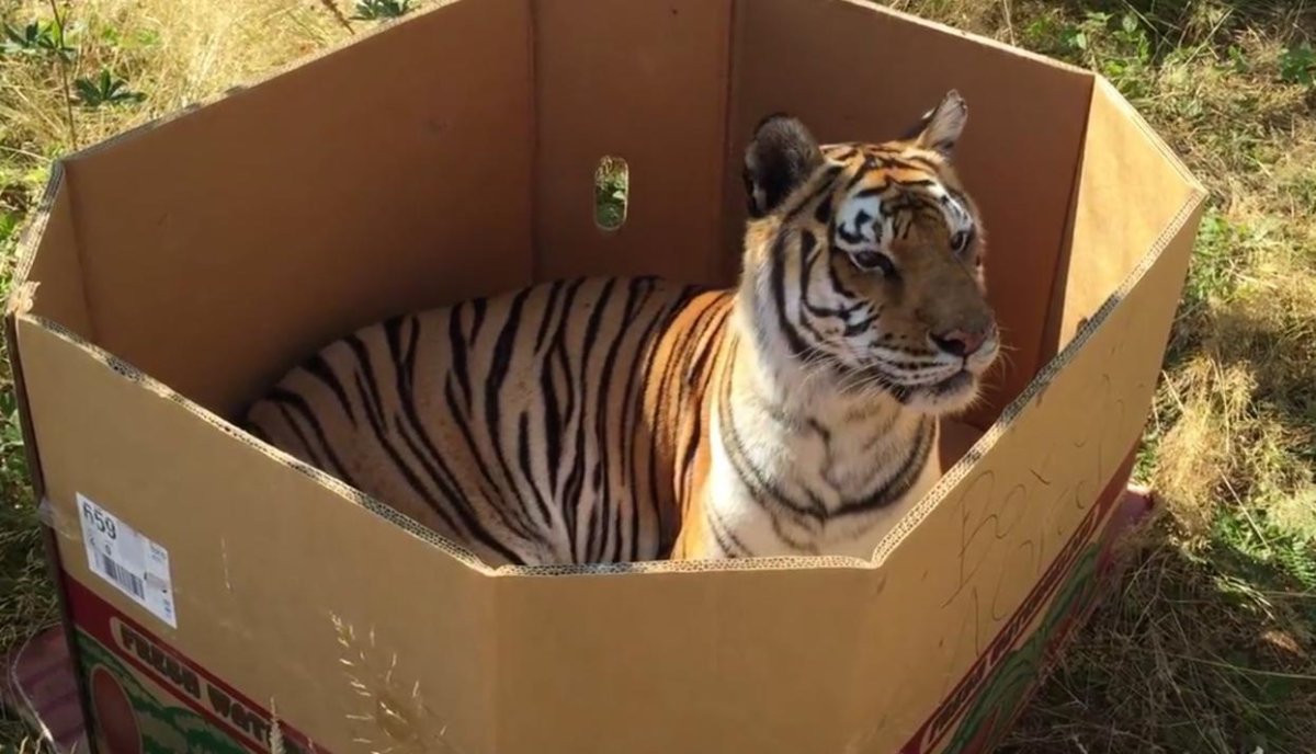 Тигр в коробке