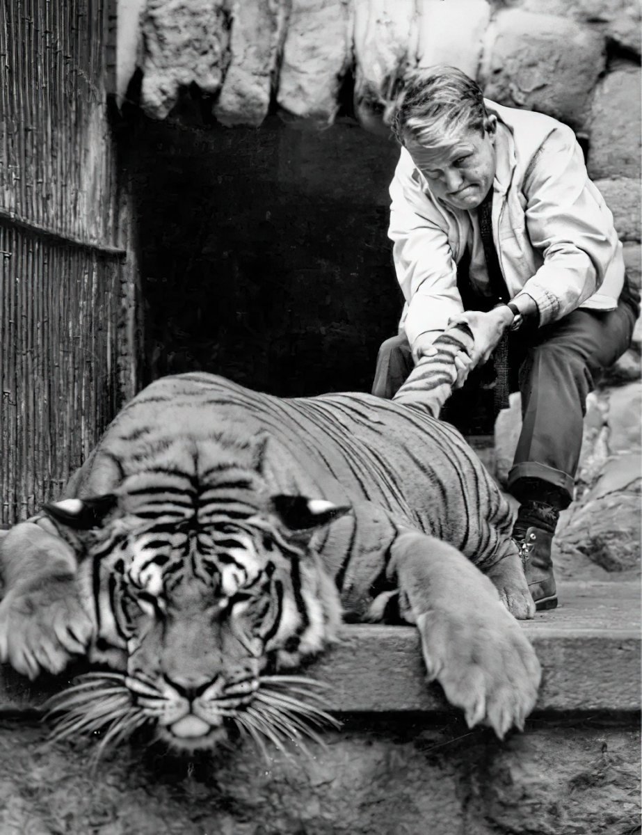 Тигр абстракция