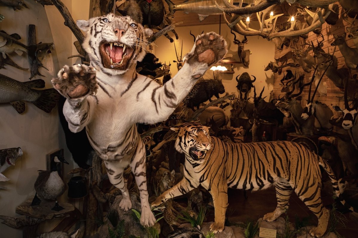 Тигр в неволе