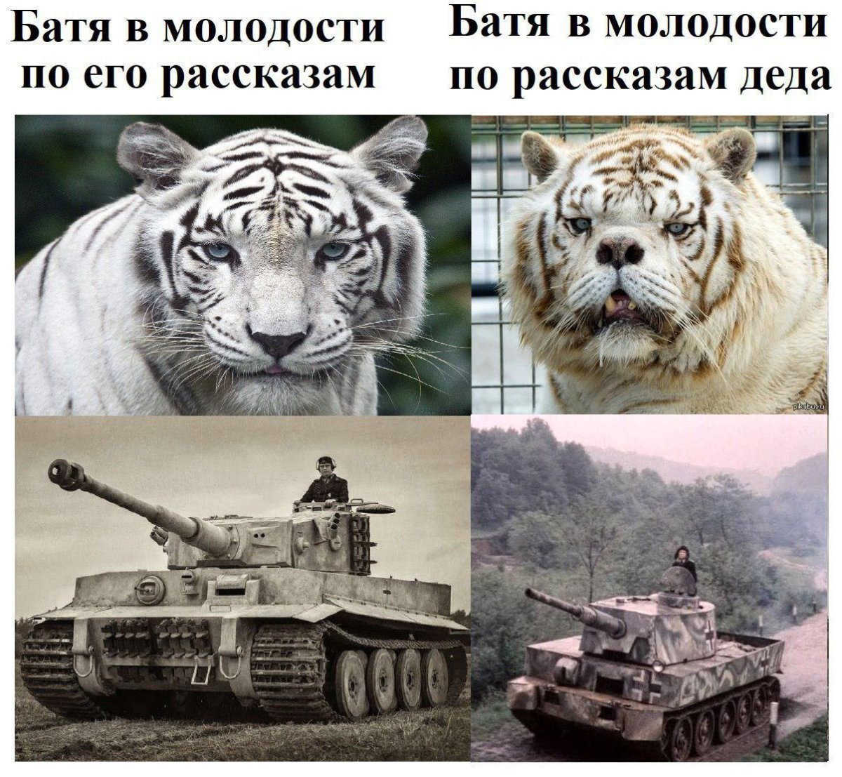 Тигр 1 и тигр 2