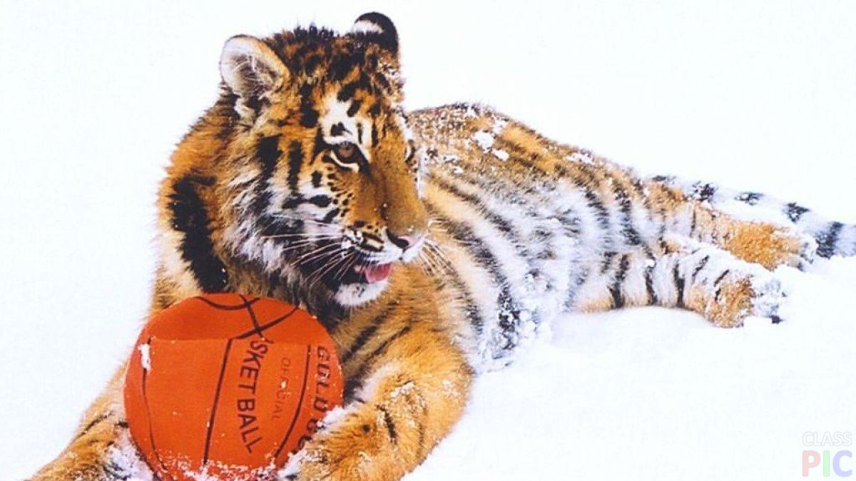 Денежная тигрица