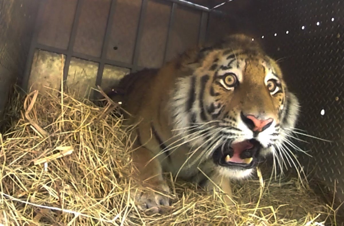 Тигр удивлен