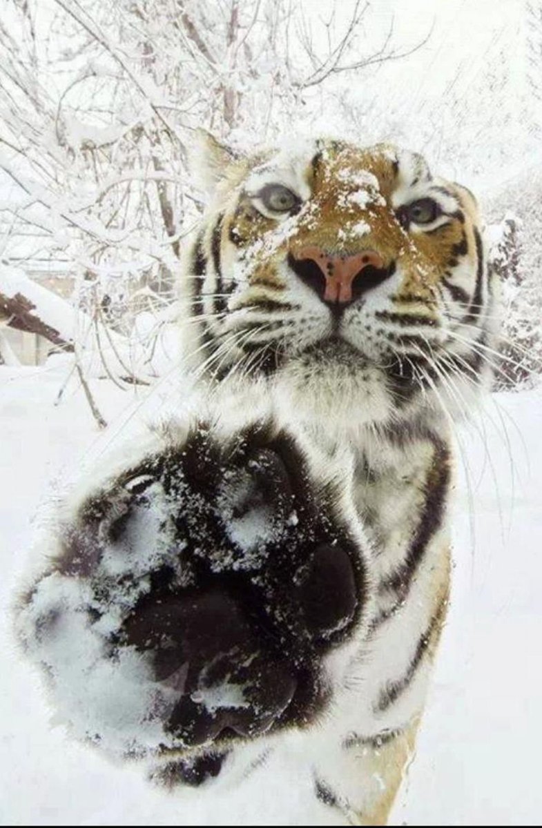 Тигр на снегу