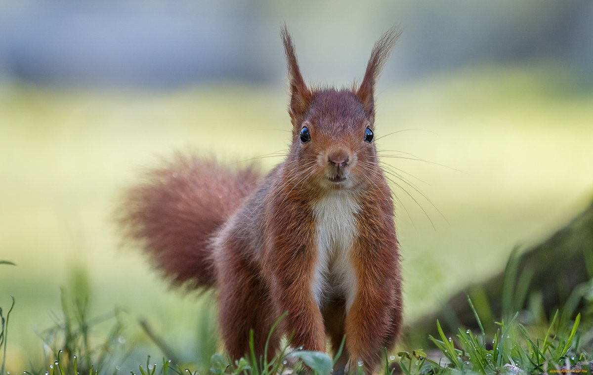 Беличья лапка