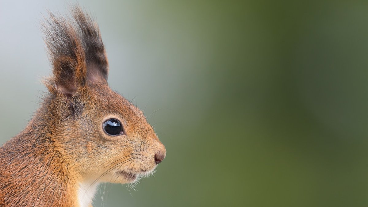 Мордочка белки