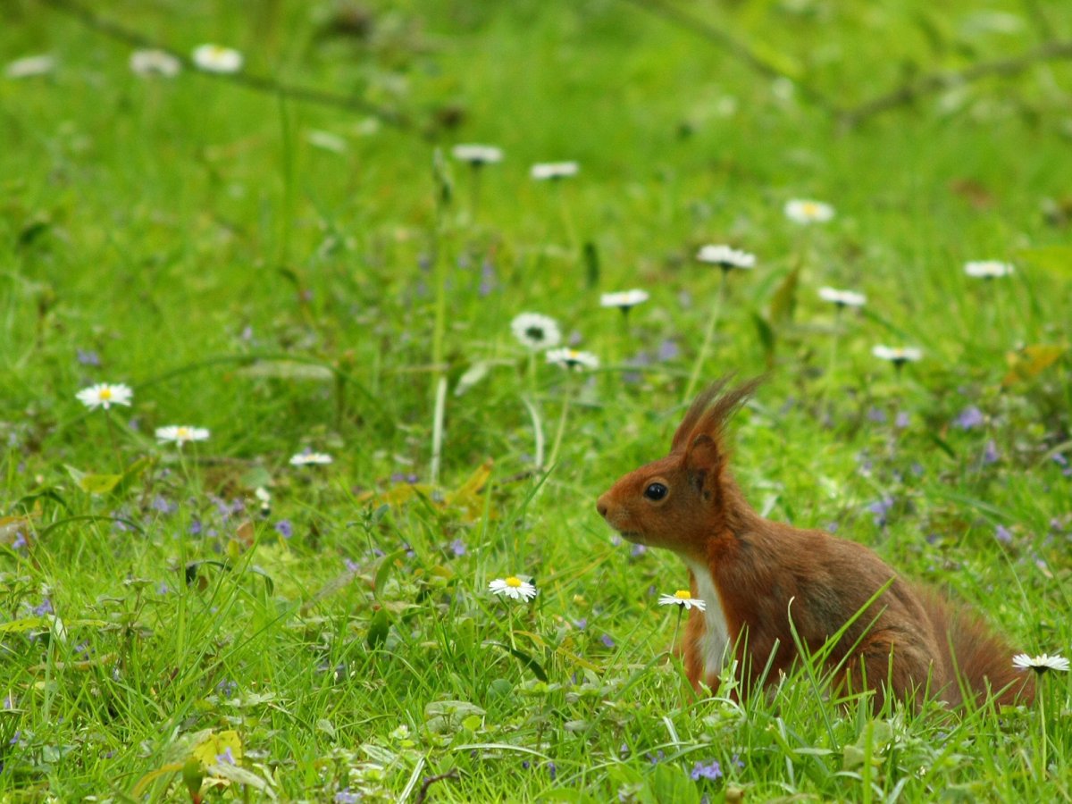 Зверек в траве
