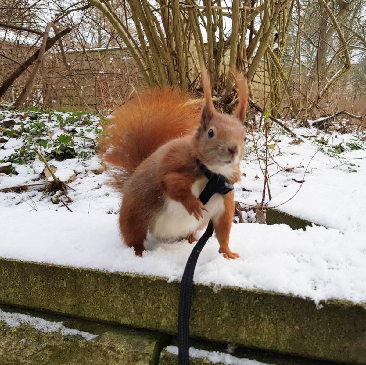 Мужчина и белка