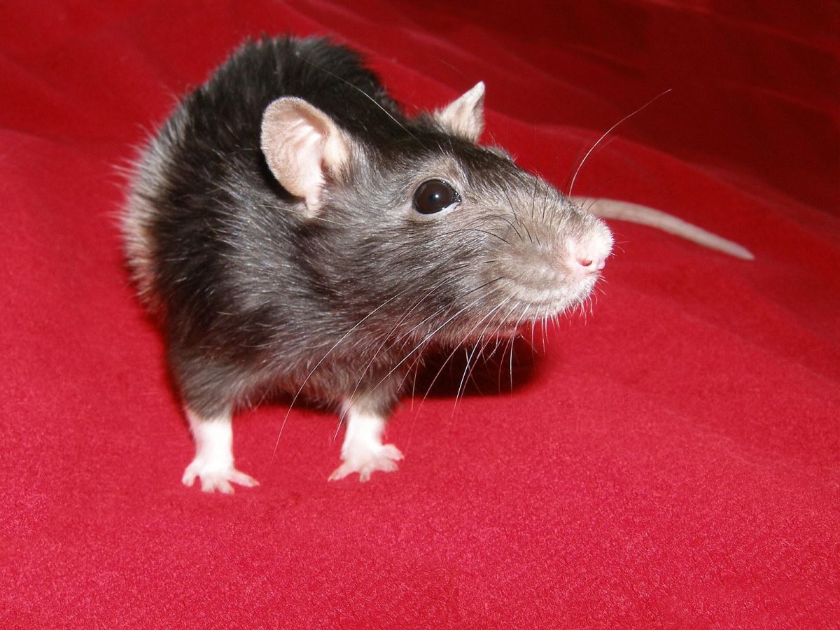 Декоративные крысы