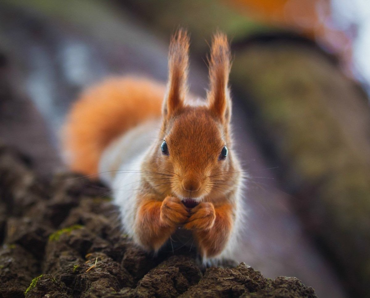 Самые красивые белочки
