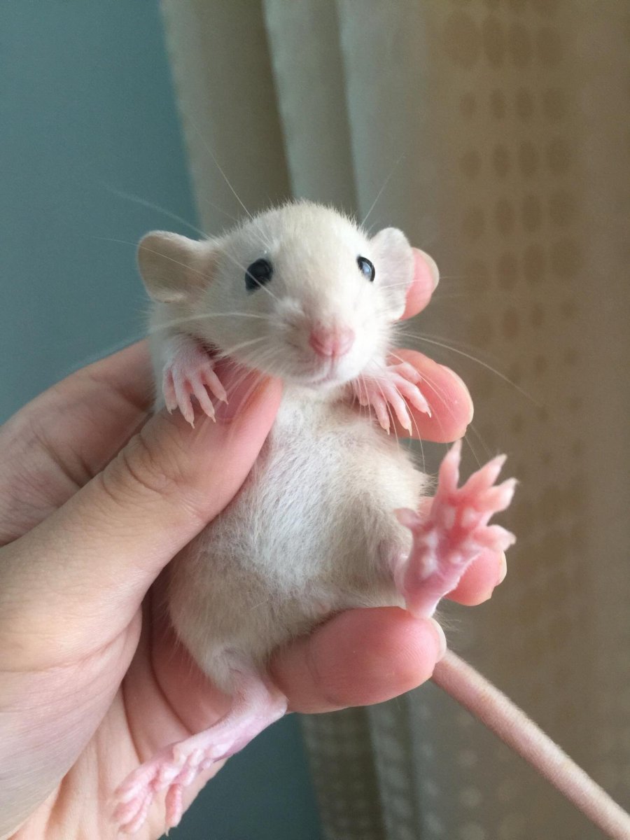 Крыса Дамбо голубая норка