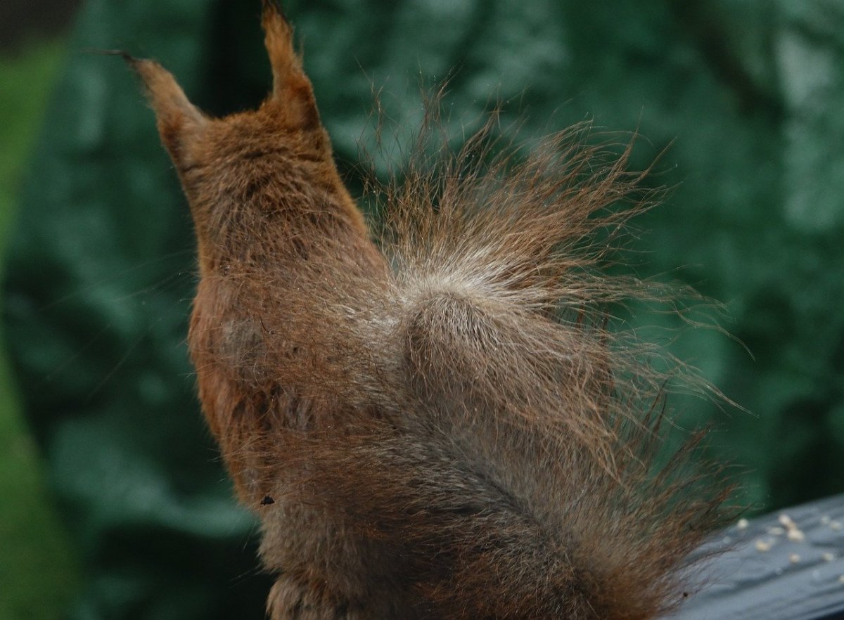 Пушистый хвост едет на дачу