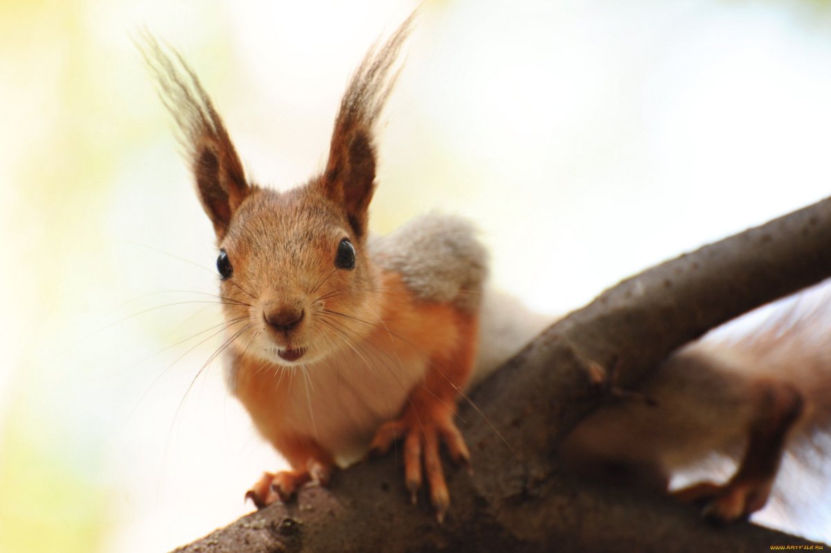 Белочка морда