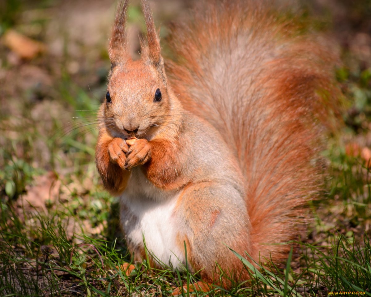 Красно рыжая белка