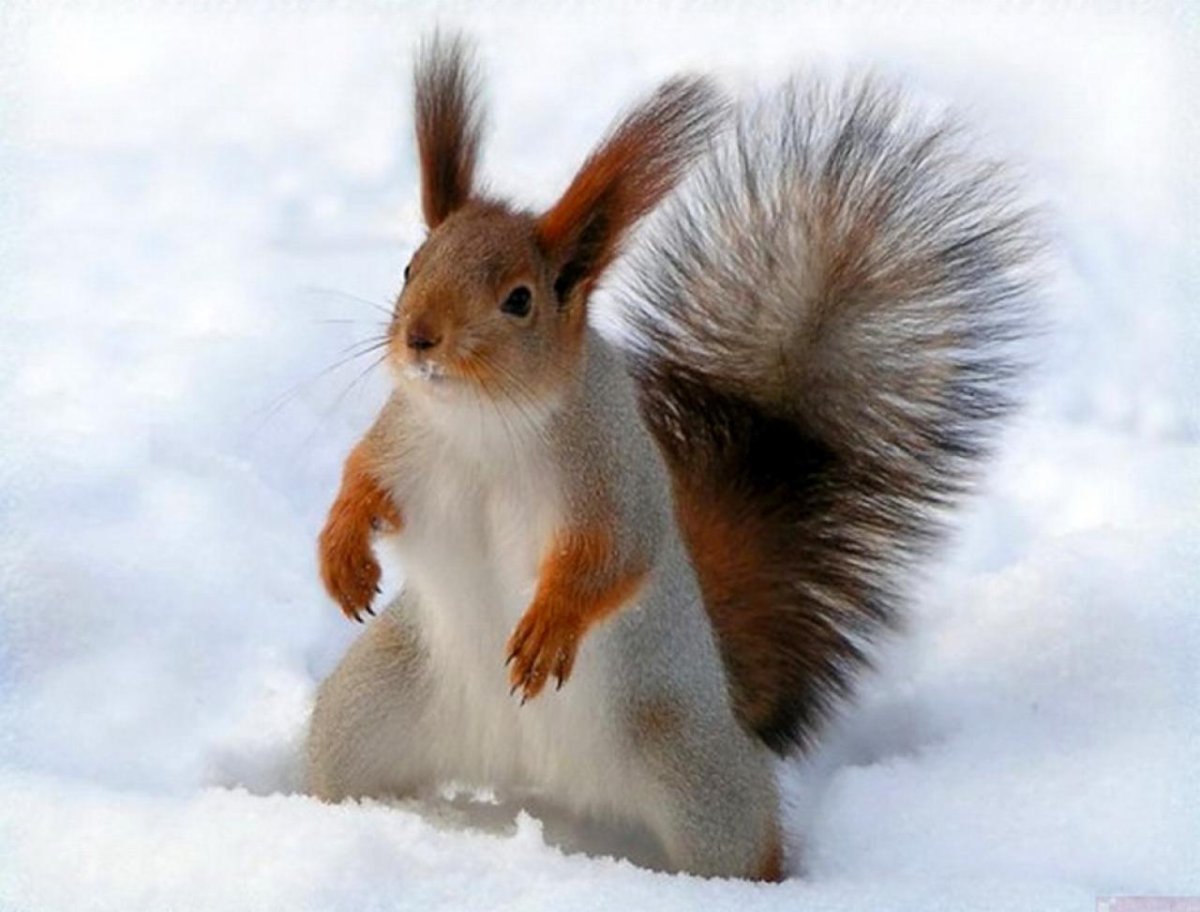 Зайчик и Белочка зимой