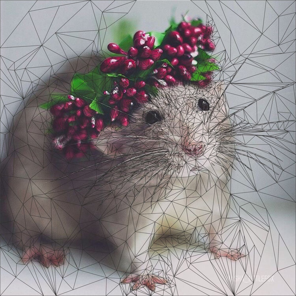 Милые крысы