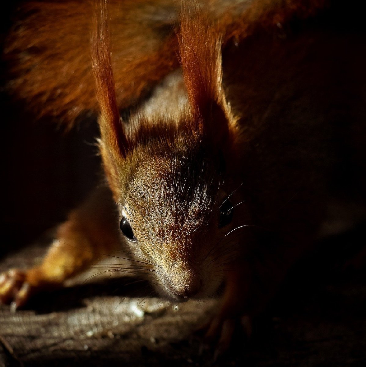 Беличьи уши