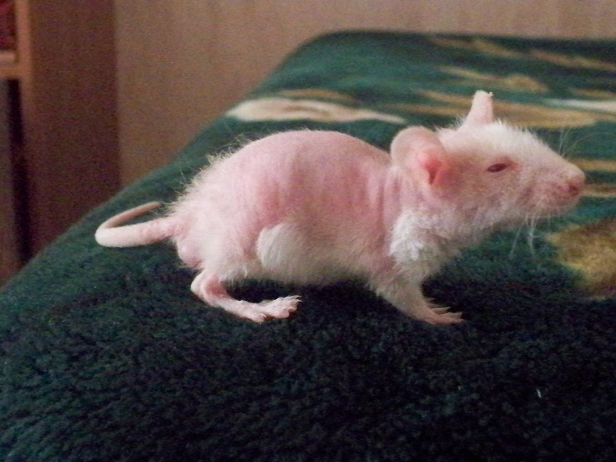 Крыса Дамбо Дабл рекс