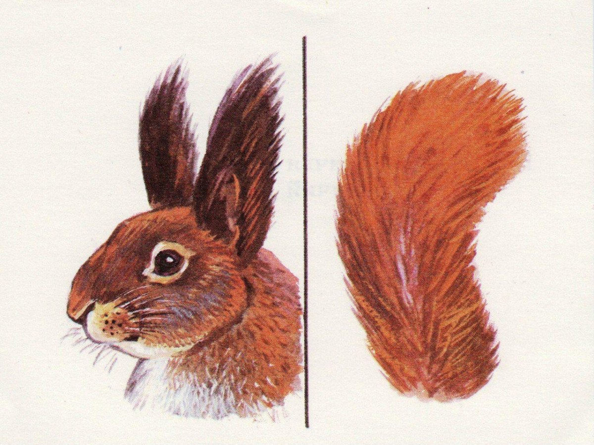 Чей хвост Дикие животные