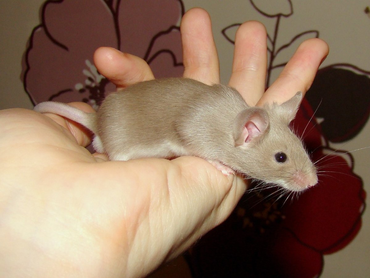 Сатиновая крыса Дамбо Золотая